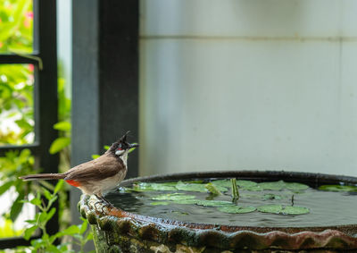 Close-up of bird perching on a feeder