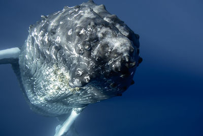 Close-up of fish swimming in sea