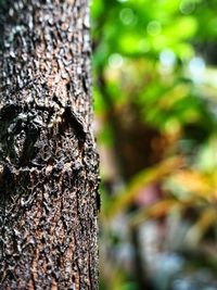 Close-up of tree trunk in forest