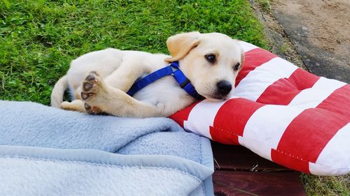 Close-up of dog relaxing on grass