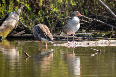 Bird drinking water