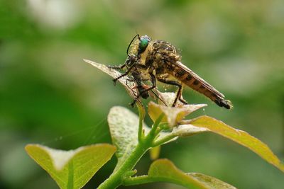 Close-up of insect on plant