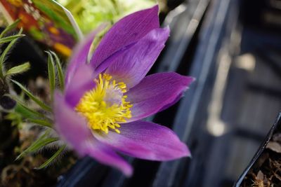 Close-up of purple flower