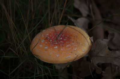 Close-up of fly agaric mushroom on field