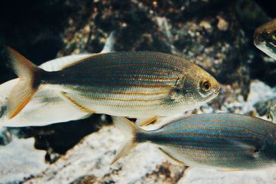 Close-up of fish swimming