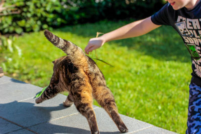 Midsection of woman holding cat