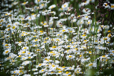 White flowering daisies on field