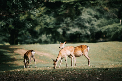 Horses standing in a field