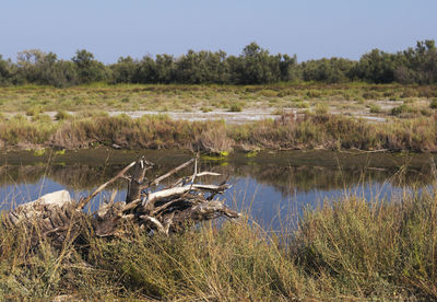 Scenic view of lake by trees