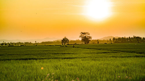 Scenic view of agricultural field against sky during sunset