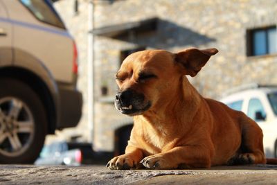 Close-up of dog