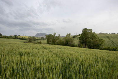 Scenic view of agricultural field against sky
