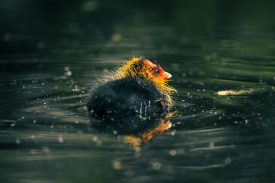 Duck swimming in lake