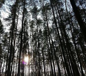 Low angle view of trees against sky