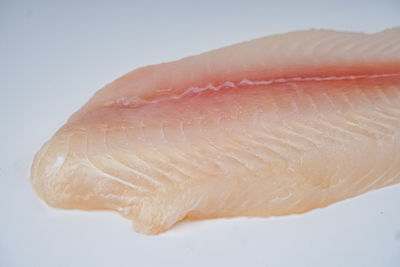 Close-up of fish