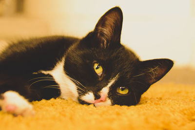 Close-up portrait of a cat