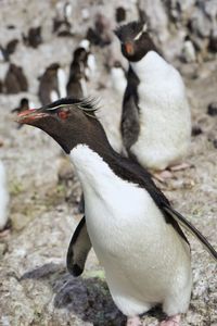 Close-up of penguins on rock