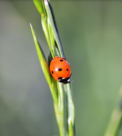 Close-up of ladybug on plant