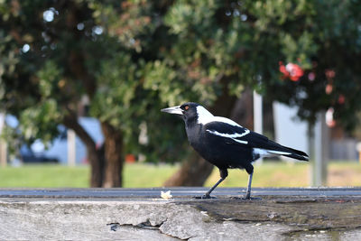 Close-up of bird perching on wood