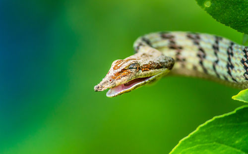 Close-up of lizard