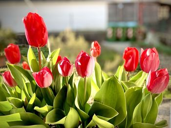 Close-up of red tulips