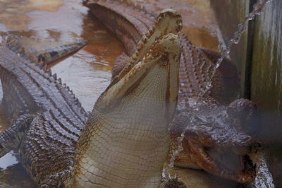 Close-up of fish in sea