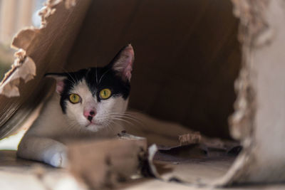 Cat hiding in an old cardboard box