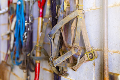 Close-up of animal hanging on wall