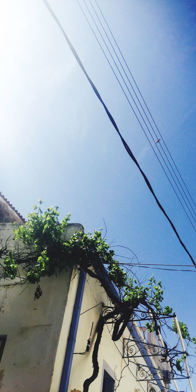 architecture, building exterior, built structure, low angle view, clear sky, tree, blue, sky, growth, residential building, residential structure, branch, house, building, power line, day, outdoors, no people, nature, copy space