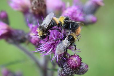 Close-up of bee on pink flower