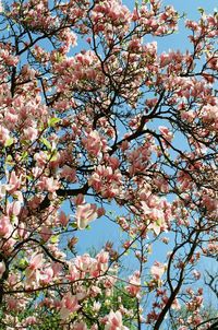 Low angle view of cherry blossoms against sky