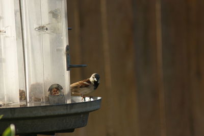 Close-up of bird perching on feeder