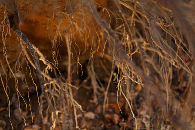 Close-up of dry plants on field