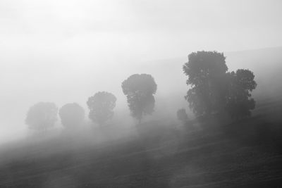 Trees on field against sky at foggy weather