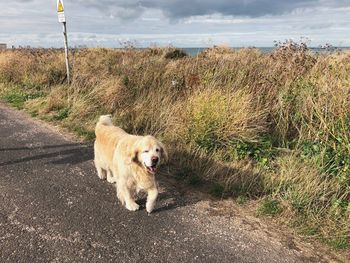 Dog walking on road