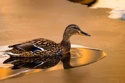 Mallard duck in water