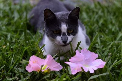 Close-up of cat on flower