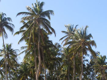 Low angle view of palm trees against clear sky