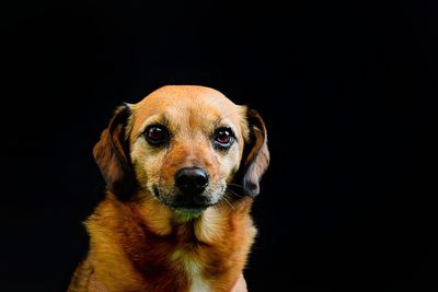 Close-up portrait of dog against black background