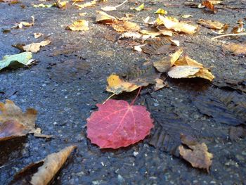 Fallen leaves on ground