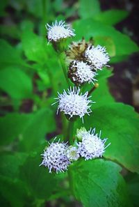 Close-up of flowers