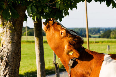 Horse in a field