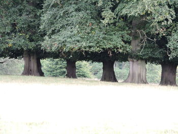 Trees on field in park