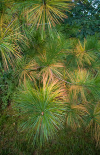 High angle view of palm tree