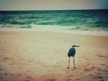 Bird on beach against clear sky