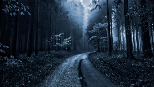 Dirt road amidst trees in forest