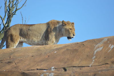 Low angle view of animals against clear sky