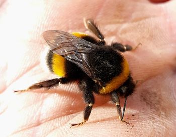 Close-up of insect