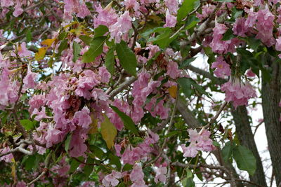 Close-up of pink cherry blossoms in spring