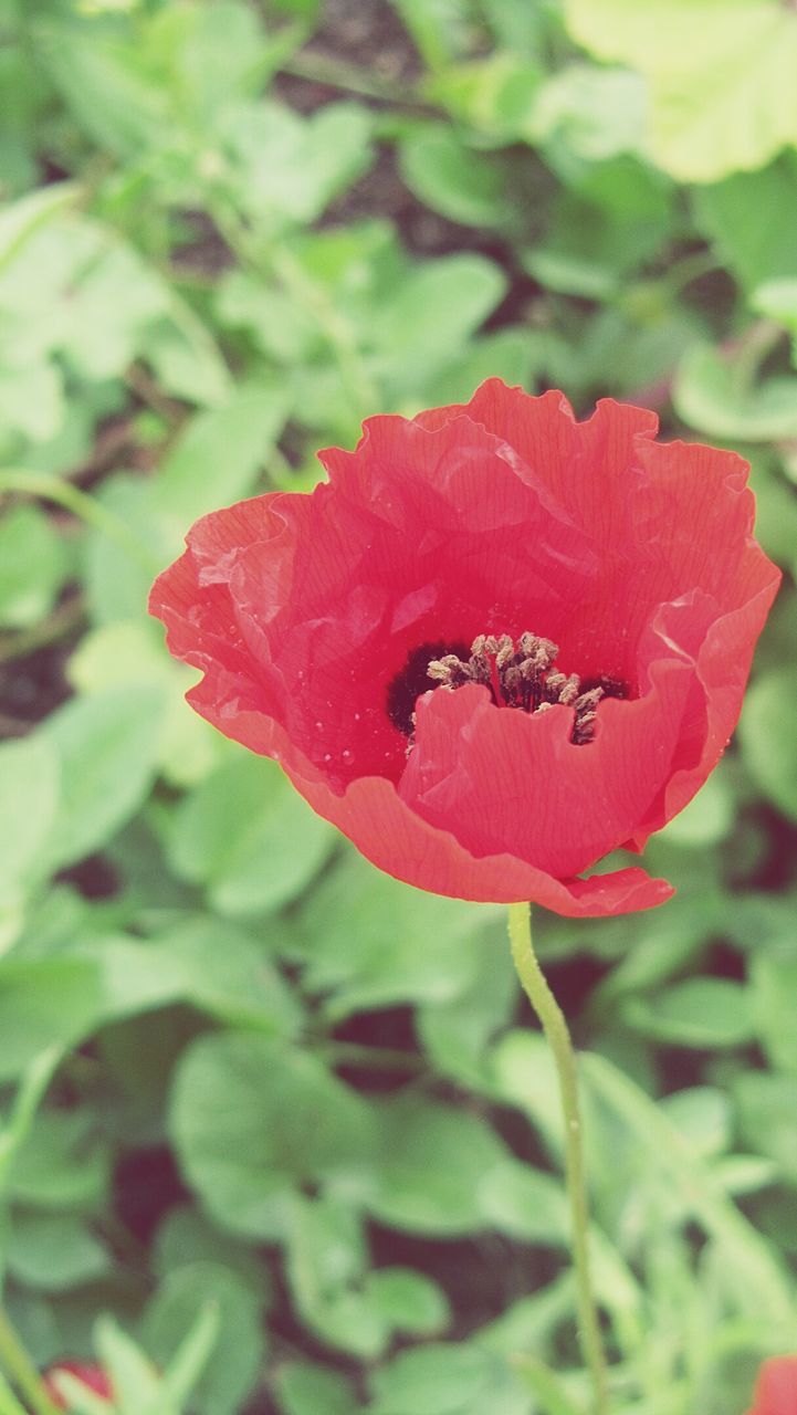 flower, red, insect, freshness, petal, growth, fragility, close-up, one animal, plant, beauty in nature, focus on foreground, flower head, nature, animal themes, leaf, single flower, animals in the wild, wildlife, blooming